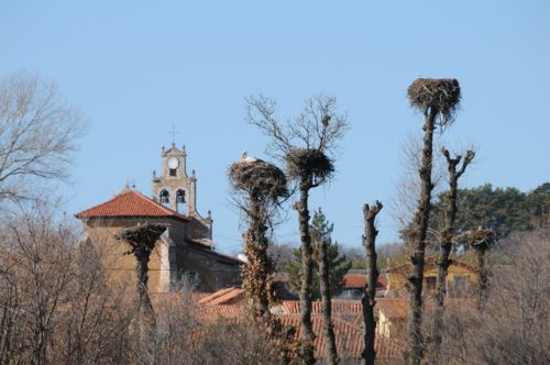 Cigüeñas