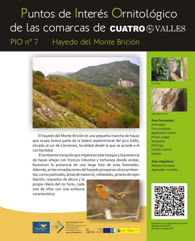 Hayedo de Monte Brición